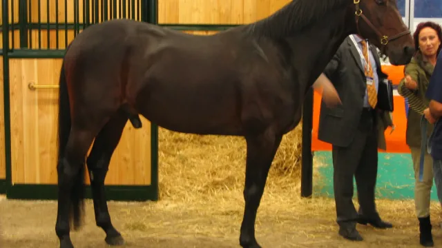 Varenne in posa a Fieracavalli a Verona